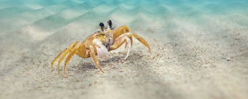 crab